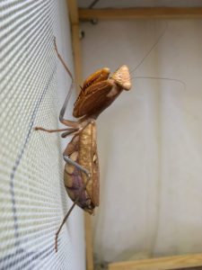 Adult female of African Mantis (S. lineola).