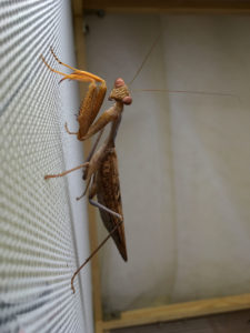 Adult male of African Mantis (S. lineola).