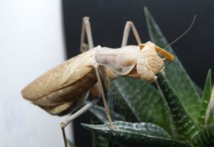 Adult female of African Mantis (S. lineola).