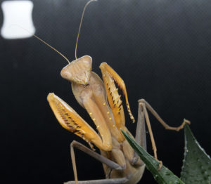 Adult female of African Mantis (S. lineola).