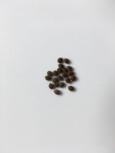 20x Eggs of Indian Stick Insect (Carausius morosus)