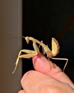 Sub adult African Mantis (S. lineola)