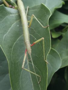 Female of Indian Stick Insect (Carausius morosus).