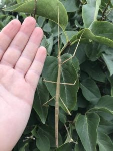 Female of Vietnamese Stick Insect (Ramulus artemis)