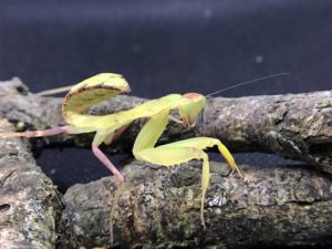 Sub adult female of African mantis (Sphodromantis viridis).