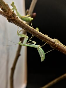 Young African Mantis (S. lineola), L5 nymph.
