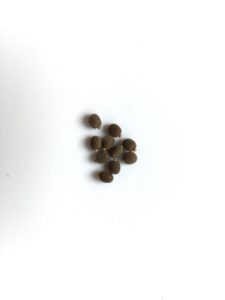 10x Eggs of Indian Stick Insect (Carausius morosus)