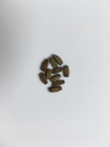 10x Eggs of Vietnamese Stick Insect (R. artemis)