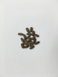 20x Eggs of Vietnamese Stick Insect (R. artemis)