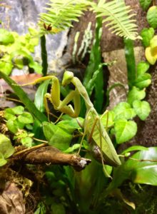 Adult female of African Mantis (S. lineola) - green morph.