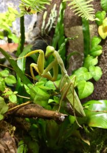 Female of African Mantis (S. lineola), green morph.