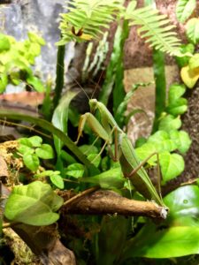 Male of African Mantis (S. lineola), green morph.