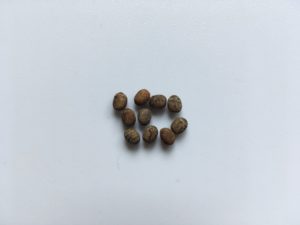 10 eggs of Zompro's Stick Insect (Parapachymorpha zomproi)