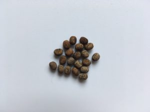 20 eggs of Zompro's Stick Insect (Parapachymorpha zomproi)
