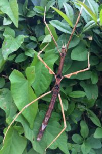 Adult female of Zompro's Stick Insect (Parapachymorpha zomproi)