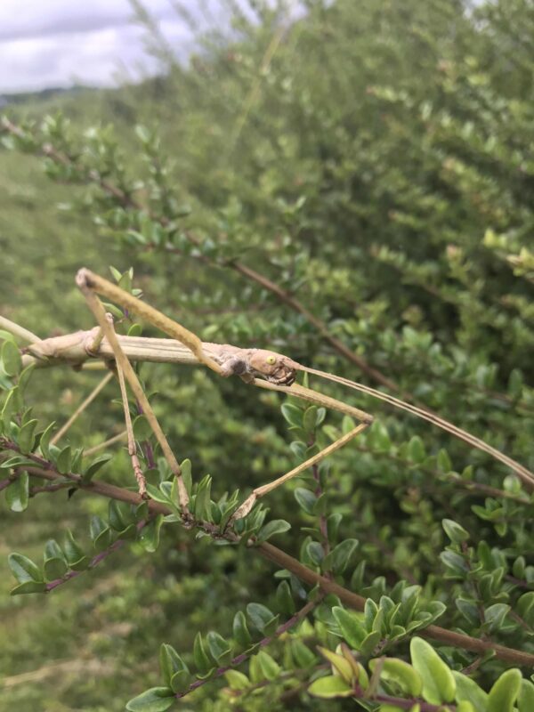 Adult female of Bud-wing Stick Insect (Phaenopharos khaoyaiensis).