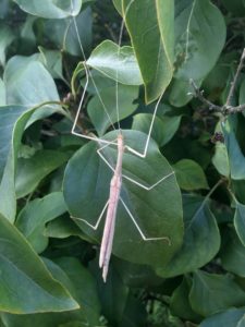 Adult female of Pink Winged Stick Insect (Sipyloidea sipylus)
