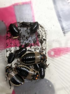 Glowspot Roach (Lucihormetica subcincta), male (bright orange spots), two females and bunch of nymphs of all stages.