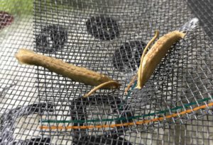 Ooths of Ghost Mantis (P. paradoxa).