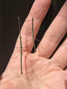 Nymphs of Lonchodiodes sp. "Negros"