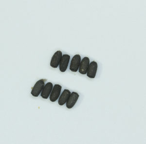 10 eggs of Thorny Stick Insect (Aretaon asperrimus).