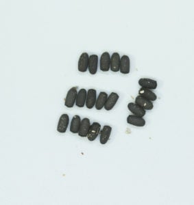 20 eggs of Thorny Stick Insect (Aretaon asperrimus).