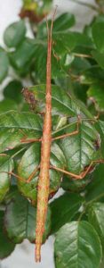 Unarmed Stick Insect (Acanthoxyla inermis).