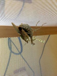 Mating of Indian Flower Mantis (Creoboter gemmatus).