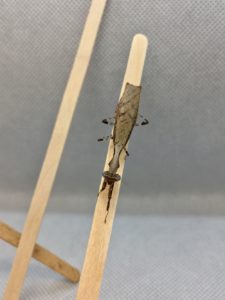 Asian Boxer Mantis (Acromantis sp.) male.