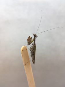 Asian Boxer Mantis (Acromantis sp.) male.