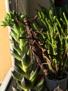 Pair of Thorny Stick Insect (Aretaon asperrimus).