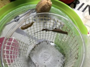 Freshly laid ootheca of Acromantis sp.