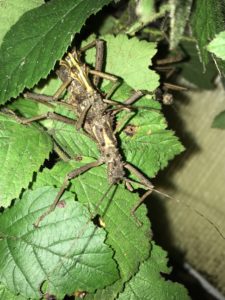 Pair of Thorny Stick Insects (A. asperrimus).