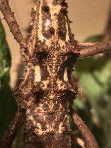 Dorsal spikes of female of Thorny Stick Insect (A. asperrimus).