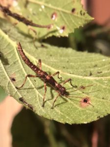 Nymph of Thorny Stick Insect (A. asperrimus).