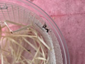 L1 nymph of Ghost Mantis (P. paradoxa)