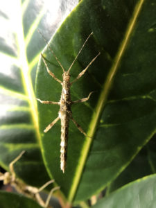 Nymph of Giant Thorny Insect (Trachyaretaon brueckneri).