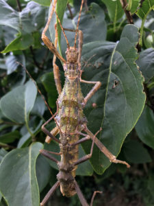 Adult pair of Giant Thorny Stick Insect (Trachyaretaon brueckneri).
