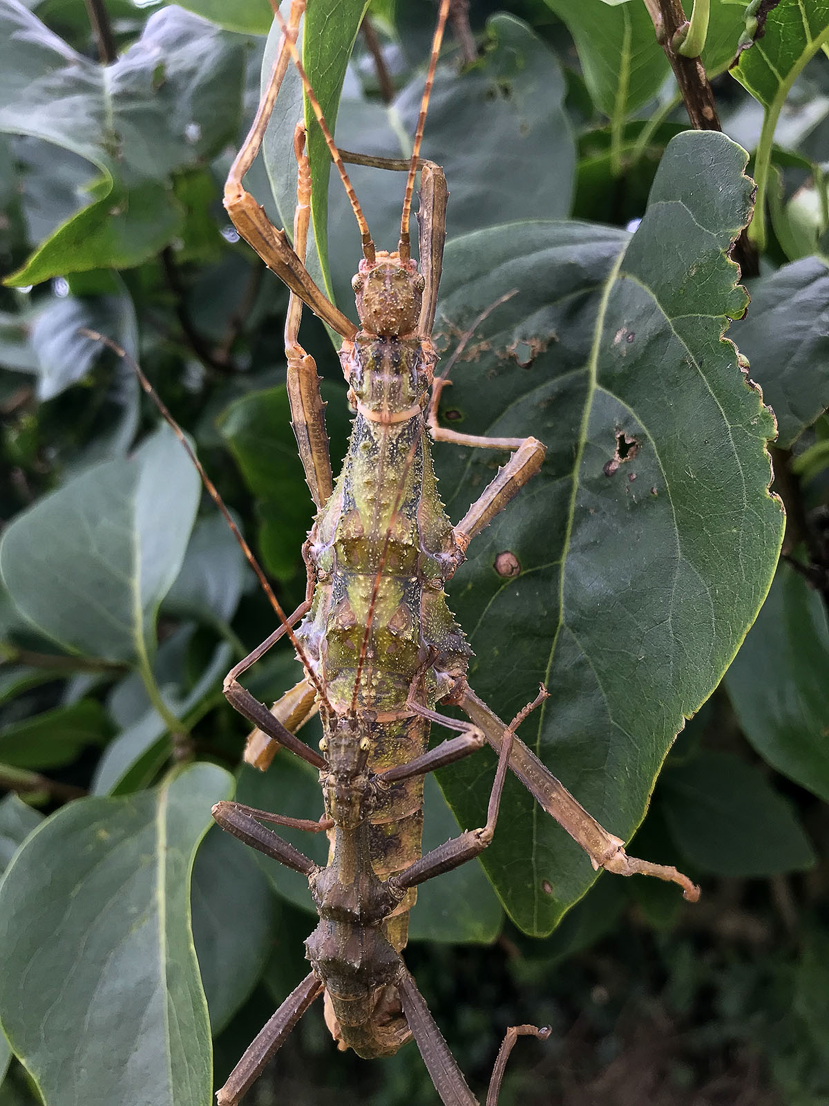Giant Stick Insect