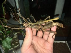 Adult pair of Giant Thorny Stick Insect (Trachyaretaon brueckneri).