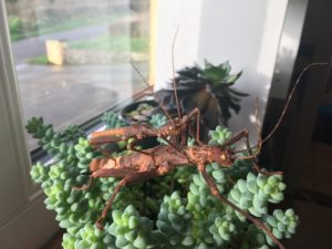 Adult pair of Giant Thorny Stick Insect (Trachyaretaon brueckneri).