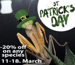 St.Patrick Day -20% promo