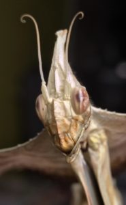 Adult female of Devil's Flower Mantis Idolomantis diabolica).