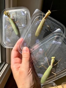 Freshly molted males of African Mantis (S. lineola)