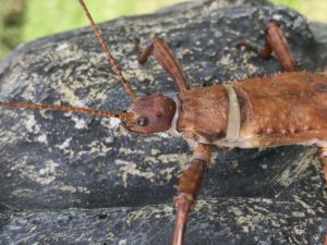 Adult female of New Guinea Stick Insect (Eurycantha calcarata).