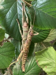 Pair of sub adult nymphs of New Guinea Spiny Stick Insect (Eurycantha calcarata).