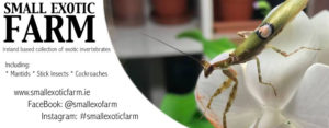 Irish supplier of exotic invertebrates (Mantids, Phasmids, Cockroaches).