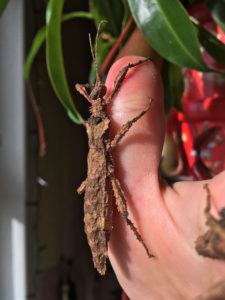 Adult female of Hesperophasma sp. La Cienaga.