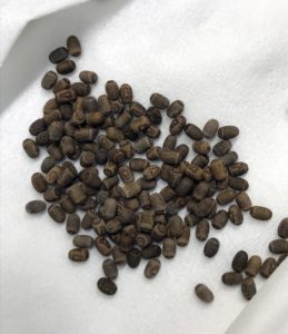 Eggs of Hesperophasma sp. La Cienaga, Dominican Republic.