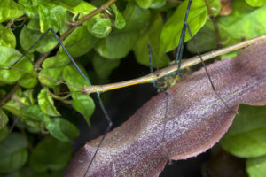Female of Marmessoidea sp. "Cat Tien".